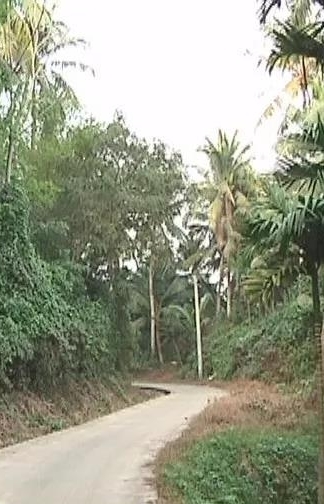 龍江鎮龍江村委會183盞路燈 照亮美麗鄉村幸福路